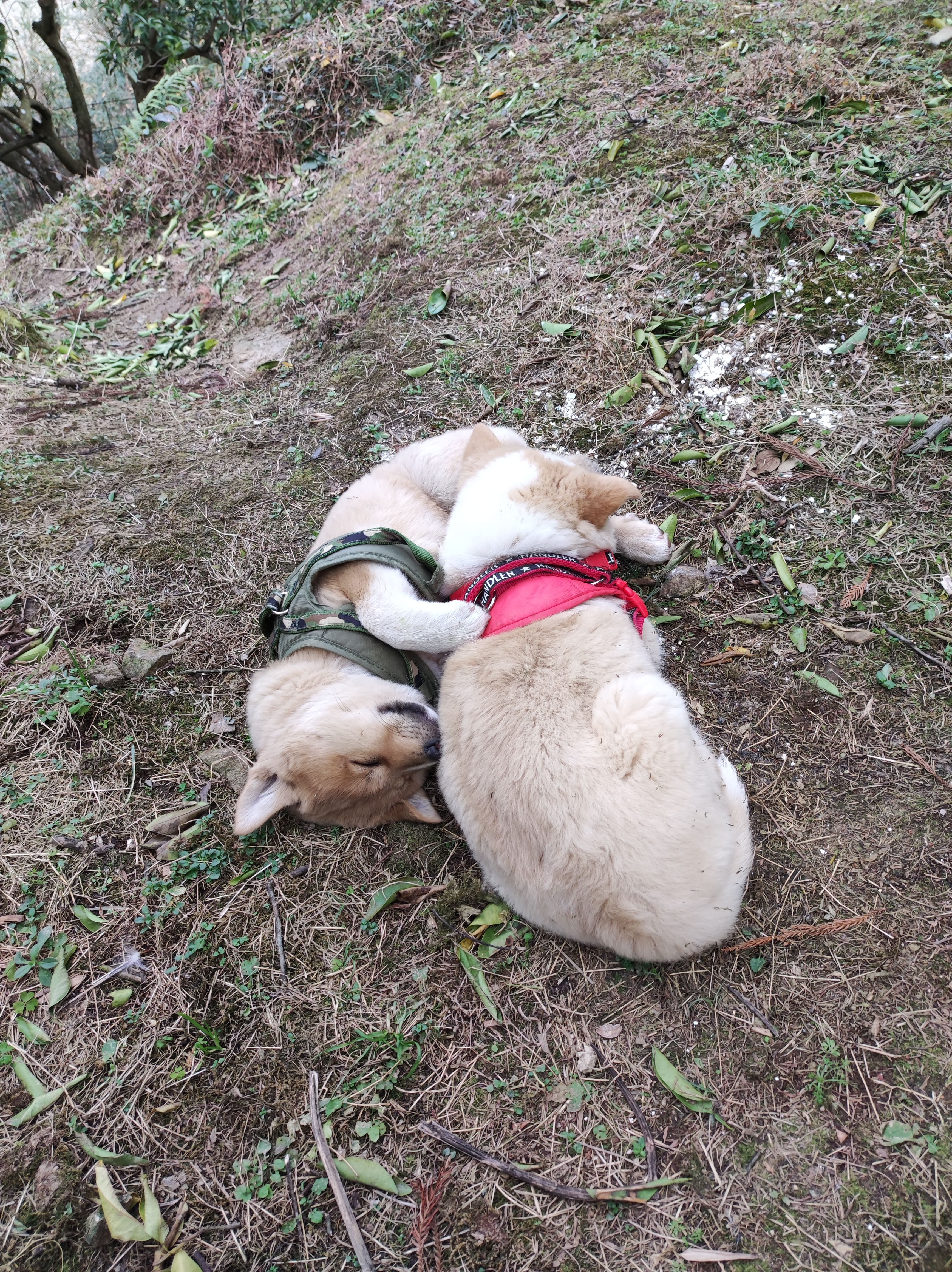眠る猟犬