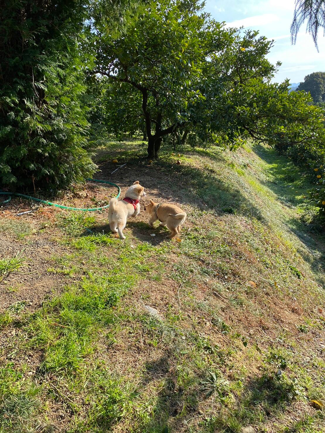 うぐもとよもぎ