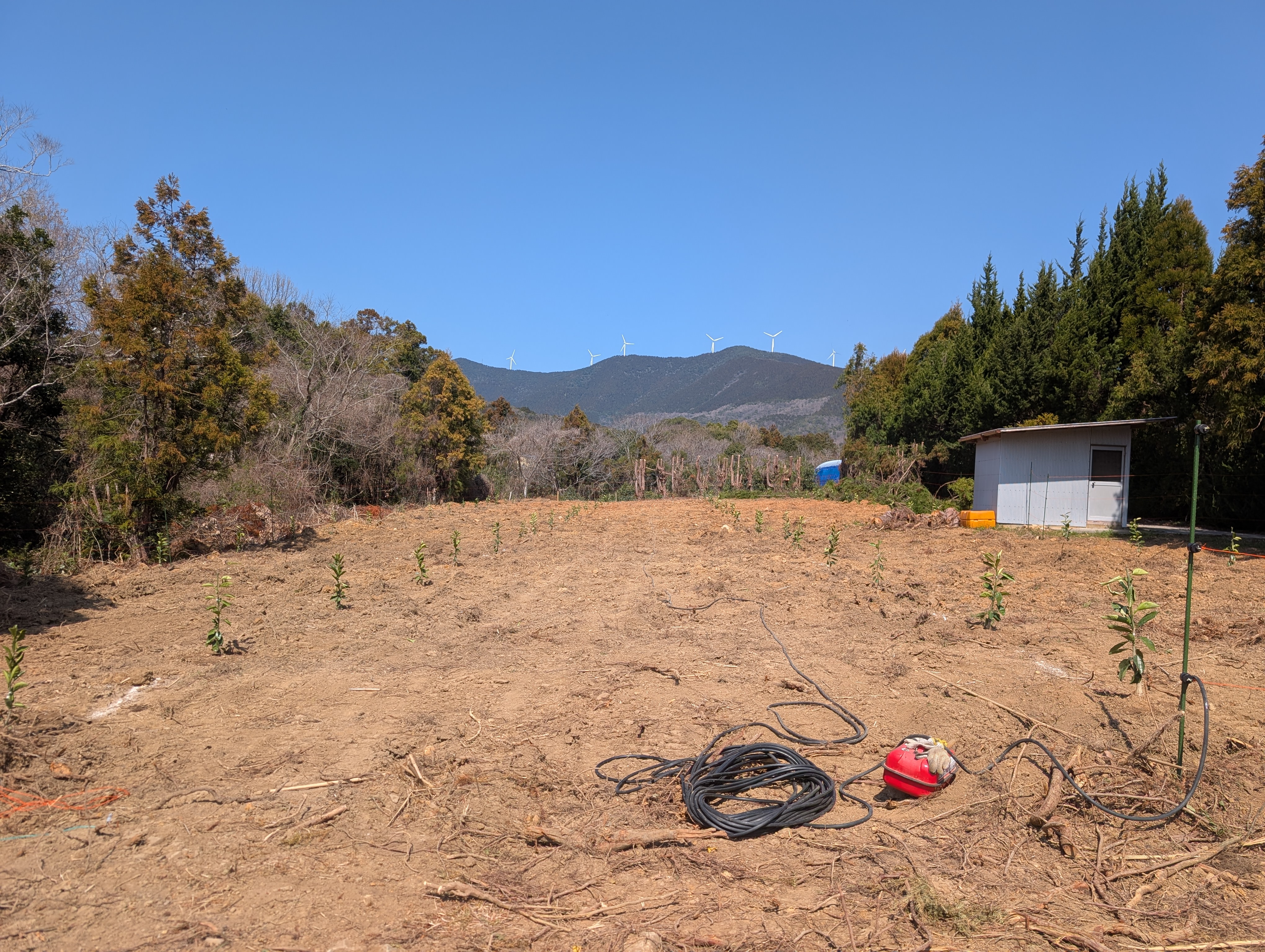 草と竹に覆われた土地を開墾し、河内晩柑201本を植えました