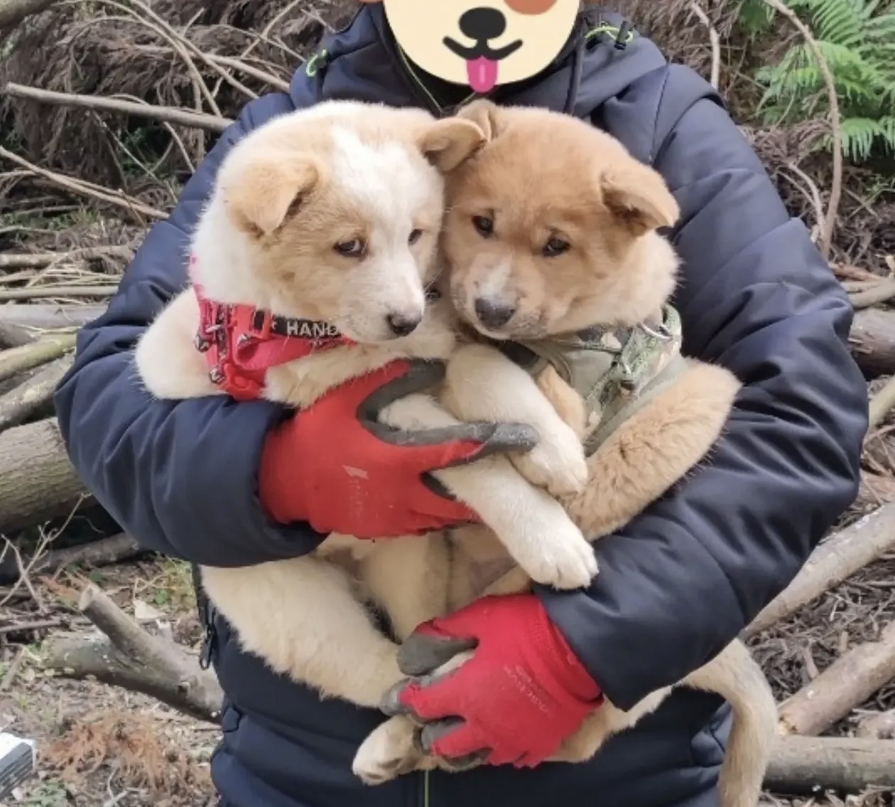 わんこ2