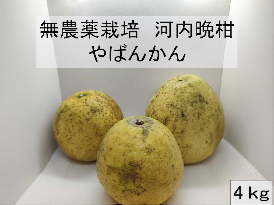 無農薬 河内晩柑 4kg
