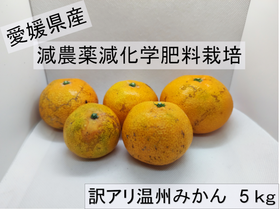 愛媛県産 B品 温州ミカン 約5kg
