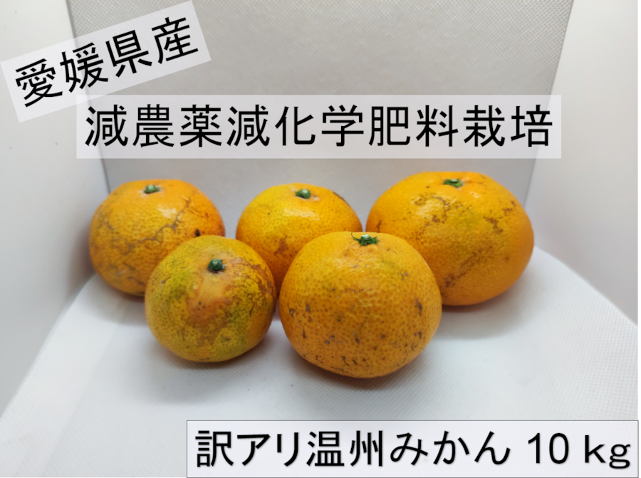 愛媛県産 B品 温州ミカン 約10kg