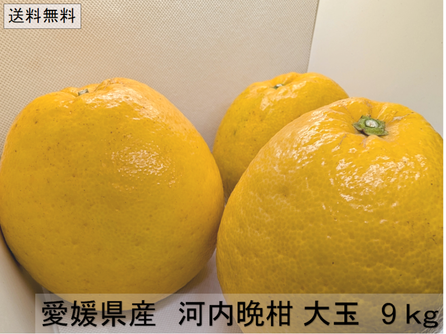 河内晩柑 大玉 9kg