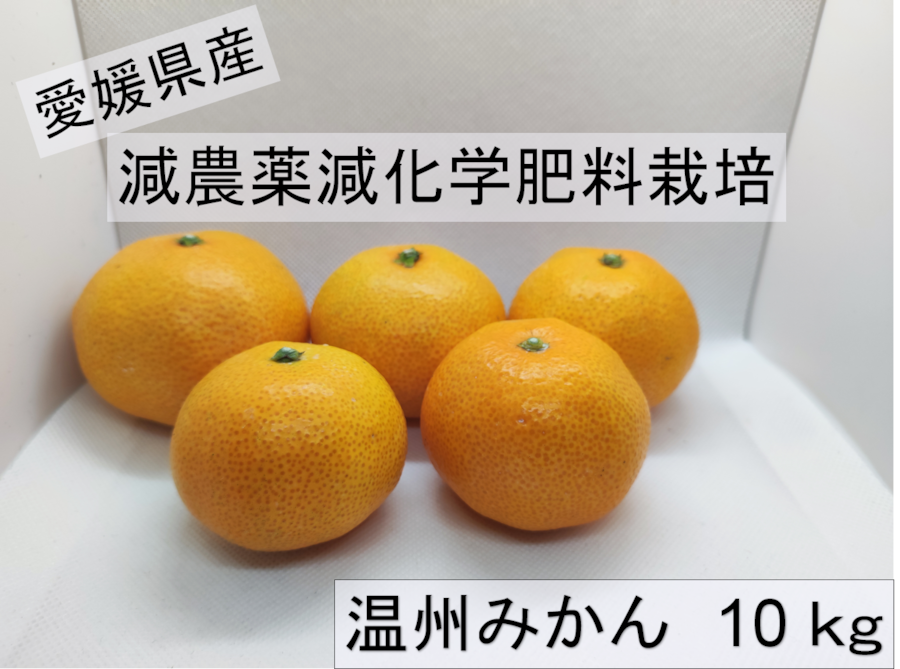 愛媛県産 温州みかん 約10kg