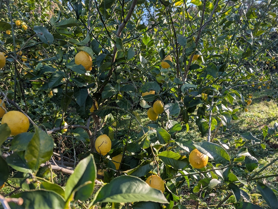無農薬レモン 2kg（家庭用・定番）