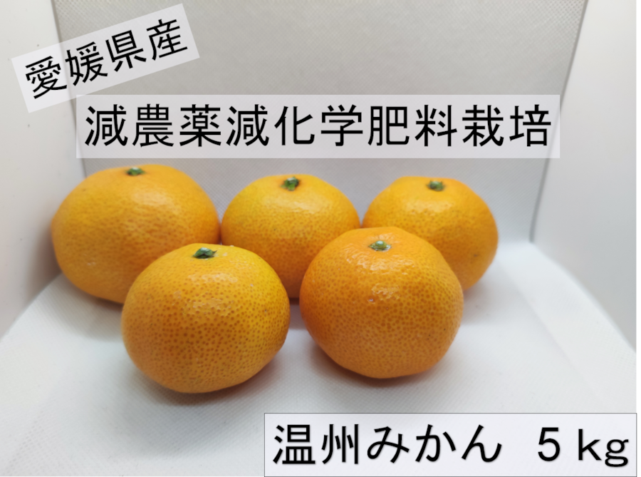 愛媛県産 温州みかん 約5kg